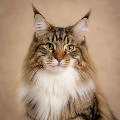 Norwegische Waldkatze: Wesen, Haltung und Pflege